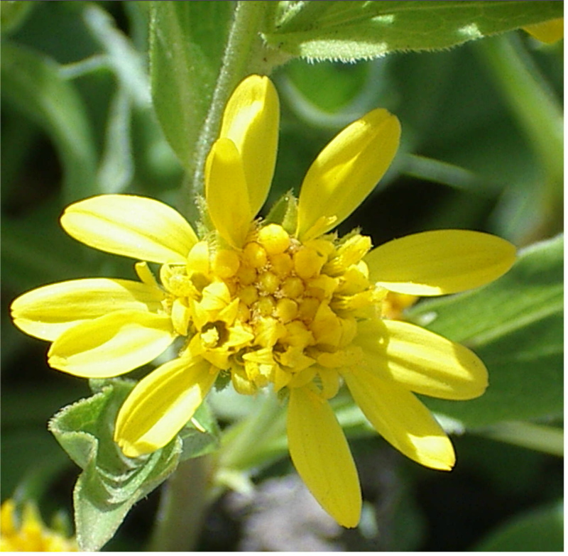 senecio? no Solidago virgaurea